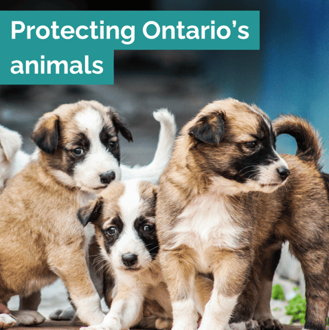 Ontario Cracking Down on Puppy Mills
